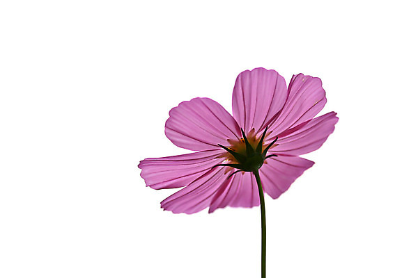 포토 JPG 해외이미지 식물 디자인 꽃 분홍색 백그라운드 컨셉 꽃무늬 패턴 태국 자연 벽지 추상 선물 미술 사람없음 장식 초록색 여름 빛 노란색 우주 맑음 봄 흰색 인사 신용카드 닫기 다발 만족 그림 데이지 엽서 공상 고립 엘리먼트 스타일 해외202004 해외포토 계절 감정 아시아 컬러 무늬 모션 날씨 문화예술 금융 예절 편지 생태계 파일형식 이미지허브