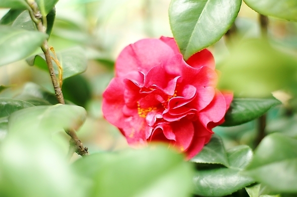 포토 JPG 해외이미지 식물 꽃 잎 채소 사람없음 봄 벚꽃 쓰레기 민들레 진달래 데이지 해외202004 해외포토 계절 파일형식 이미지허브