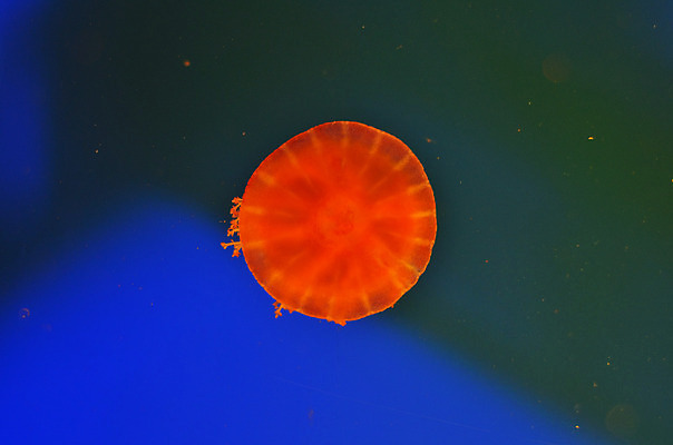 포토 JPG 해외이미지 식물 야생동물 바다 백그라운드 자연 어류 풍경 사람없음 초록색 물 파란색 컬러풀 세계 바닷속 수중 줄무늬 거품 투명 해조류 산호 큼 장어 꼬리 상어 암초 수족관 해파리 석호 스펀지 내추럴 광 깊이 소금물 평야 해외202004 해외포토 자연요소 동물 컬러 무늬 수중동물 해양식물 자포동물 크기 생태계 파일형식 이미지허브