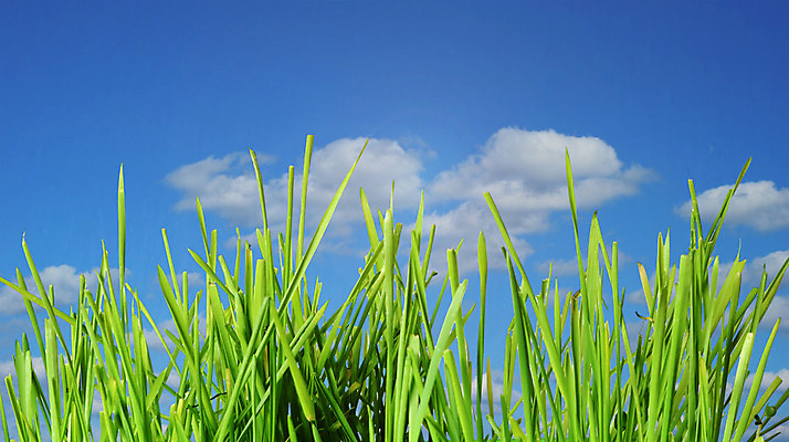 포토 JPG 해외이미지 식물 구름 컨셉 잎 자연 하늘 사람없음 야외 초록색 여름 파란색 환경 침묵 봄 신선 묘사 강렬 해외202004 해외포토 자연요소 계절 컬러 소리 생태계 파일형식 이미지허브