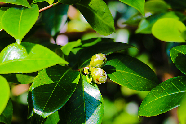 포토 JPG 해외이미지 나무 식물 꽃잎 꽃 분홍색 백그라운드 잎 꽃무늬 자연 발렌타인데이 사람없음 야외 장식 빨간색 초록색 장미 정원 일본 봄 활발 벚꽃 흰색 나뭇가지 신선 개화 4월 원예 내추럴 해외202004 해외포토 계절 아시아 컬러 컨셉 무늬 데이이벤트 취미 날짜 생태계 파일형식 이미지허브