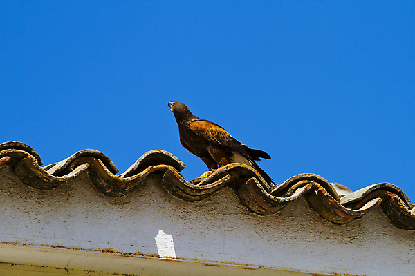 포토 JPG 해외이미지 야생동물 자연 조류 생물 사람없음 세로 깃털 독수리 해외202004 해외포토 동물 생태계 파일형식 이미지허브