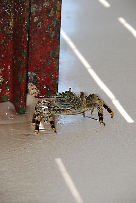 포토 JPG 해외이미지 동물 야생동물 모래 바다 섬 자연 갑각류 사람없음 초록색 물 모래사장 게 해산물 펜치 몰디브 습관 집게발 해외202004 해외포토 자연요소 아시아 컬러 공구 생태계 파일형식 이미지허브