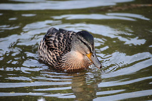 포토 JPG 해외이미지 응시 계절 남자 바다 잎 자연 조류 오리 노르웨이 앉기 풍경 사람없음 야외 옆모습 파란색 빛 햇빛 반사 갈색 맑음 수영 힘 침묵 꿈 가을 연못 원형 닫기 큼 시원함 북극 깃털 검색 만족 부리 장면 목 북쪽 느림 청둥오리 내추럴 무료 북극해 잔물결 진짜 몽환 해외202004 해외포토 도형 식물 동물 시선 감정 유럽 물결 뷰포인트 컬러 컨셉 모션 날씨 사람 신체부위 태양 소리 수상스포츠 크기 극지방 방향 생태계 파일형식 이미지허브