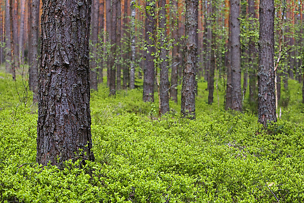 포토 JPG 해외이미지 나무 식물 계절 공원 백그라운드 낙엽 잎 자연 날씨 이끼 풍경 사람없음 야외 목재 빨간색 초록색 여름 빛 햇빛 환경 맑음 침묵 봄 안개 성장 나뭇가지 시골 신선 소나무 황무지 숲 뿌리 장면 나무껍질 상록수 전나무 자작나무 가문비나무 해외202004 해외포토 공공시설 컬러 재료 태양 소리 껍질 생태계 파일형식 이미지허브