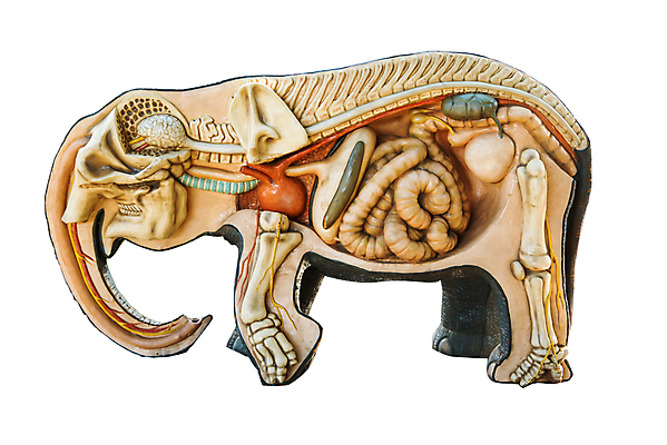 포토 JPG 해외이미지 동물 척추동물 교육 클리핑패스 이동 일러스트 포유류 해부 코끼리 뼈 골격 미술 동양인 사람없음 내부 흰색 관절 생물학 꼬리 윤곽 해골모형 해외202004 해외포토 컬러 컨셉 의학 문화예술 인종 모형 파일형식 이미지허브