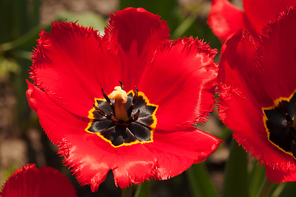 포토 JPG 해외이미지 식물 계절 꽃 자연 사람없음 야외 장식 빨간색 봄 튤립 벚꽃 해외202004 해외포토 컬러 생태계 파일형식 이미지허브