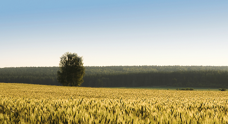 포토 JPG 해외이미지 식물 구름 꽃무늬 밭 농업 오렌지 자연 하늘 풍경 사람없음 야외 빨간색 초록색 여름 파란색 빛 햇빛 태양 농장 노란색 일출 맑음 일몰 봄 자유 시골 신선 저녁 밀 내추럴 수평선 해외202004 해외포토 자연요소 계절 꽃 산업 컬러 컨셉 무늬 과일 날씨 곡류 노을 야간 생태계 파일형식 이미지허브