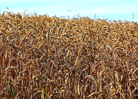 포토 JPG 해외이미지 음식 밭 농업 옥수수 사람없음 경제 농장 시골 시리얼 밀 밭일 생태학 작살 해외202004 해외포토 교육 산업 곡류 파일형식 이미지허브