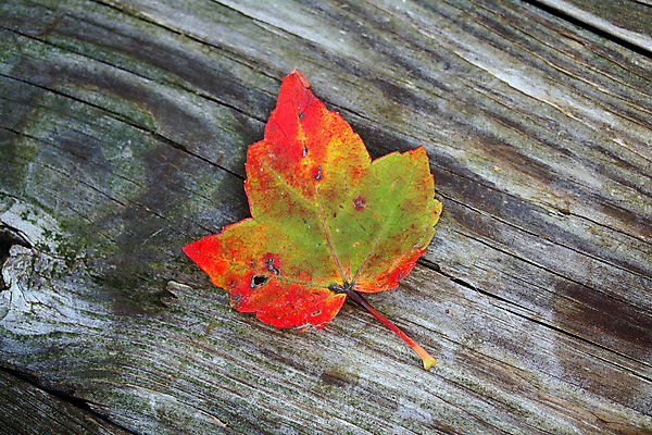 포토 JPG 해외이미지 계절 백그라운드 잎 사람없음 목재 빨간색 초록색 컬러풀 가을 묘사 질감 카피스페이스 해외202004 해외포토 나무 식물 컬러 재료 공백 파일형식 이미지허브