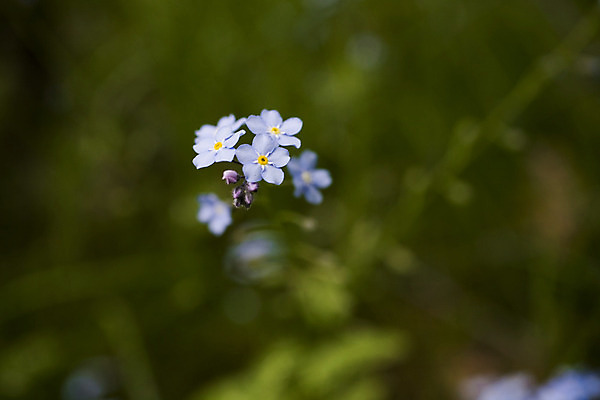 포토 JPG 해외이미지 계절 꽃잎 꽃 분홍색 하늘색 백그라운드 잎 사람없음 초록색 파란색 갈색 정원 봄 들꽃 벚꽃 흰색 원예 부드러움 폴란드 해외202004 해외포토 식물 유럽 컬러 취미 감각 파일형식 이미지허브