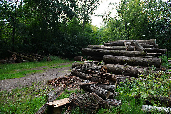 포토 JPG 해외이미지 나무 디자인 산업 벽 공장 자연 풍경 사람없음 목재 장식 갈색 쌓기 가을 시골 소나무 원형 균열 제조 숲 장작 묘사 오브젝트 에코 날것 통나무 잡동사니 흙더미 내추럴 방앗간 벌목 삼림지대 생태학 수목 옛날 해외202004 해외포토 도형 식물 계절 교육 컬러 재료 공업 모션 환경 흙 생태계 파일형식 더미 이미지허브
