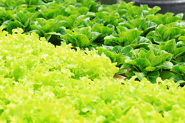 포토 JPG 해외이미지 나무 식물 음식 잎 농업 다이어트 채소 재료 자연 건강 사람없음 초록색 물 농장 머리 환경 정원 샐러드 수확 성장 신선 시장 산호 상추 수분 먹기 무역 유기농 원예 섬유 내추럴 밭일 온실 채식주의자 로메인상추 해외202004 해외포토 자연요소 웰빙 산업 컬러 모션 취미 신체부위 직물 자포동물 생태계 채식 파일형식 이미지허브