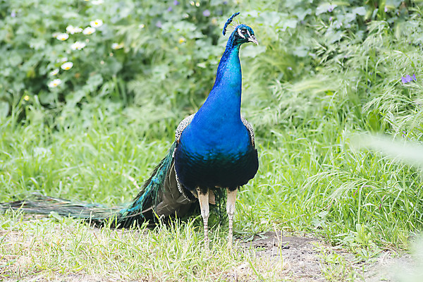 포토 JPG 해외이미지 동물 디자인 남자 야생동물 백그라운드 패턴 자연 조류 왕관 기술 사람없음 장식 초록색 파란색 컬러풀 머리 활발 의식 우아함 공작 깃털 묘사 질감 꼬리 부리 목 보여주기 꿩 내추럴 깃털펜 동물상 이국적 터키석 해외202004 해외포토 컬러 컨셉 무늬 모션 사람 신체부위 조형물 펜 보석 생태계 파일형식 이미지허브