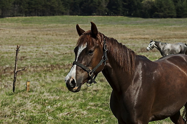 포토 JPG 해외이미지 나무 식물 동물 계절 꽃 야생동물 밭 포유류 자연 휴식 산 풍경 사람없음 초록색 갈색 검은색 봄 산책 하이킹 자유 흰색 시골 숲 먹기 언덕 갈기 망아지 불가리아 웅장함 인기 찰과상 해외202004 해외포토 새끼 컬러 컨셉 농업 모션 레저 말_동물 상처 생태계 파일형식 남유럽 이미지허브