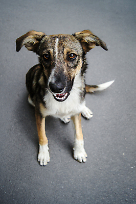 포토 JPG 해외이미지 동물 응시 백그라운드 주택 사랑 사람없음 반려동물 믿음 검은색 개 강아지 버리기 송곳니 노숙자 돌봄 입양 헬프 해외202004 해외포토 시선 감정 컬러 포유류 모션 건물 도움 치아 파일형식 이미지허브