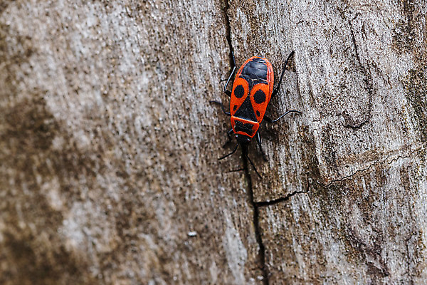 포토 JPG 해외이미지 나무 동물 1 야생동물 곤충 백그라운드 자연 불 안테나 이끼 사람없음 야외 목재 빨간색 초록색 환경 검은색 봄 흰색 그룹 벌레 작음 딱정벌레 묘사 병정 서식지 내추럴 고립 동물상 식민지 많음 해외202004 해외포토 자연요소 식물 계절 컬러 컨셉 재료 통신 조형물 크기 생태계 파일형식 이미지허브