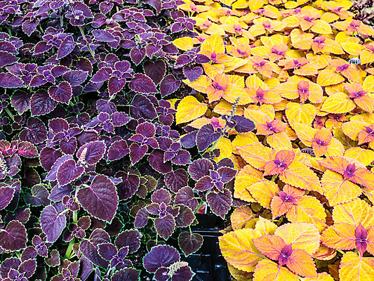 포토 JPG 해외이미지 식물 잎 주택 사람없음 컬러풀 노란색 세일 보라색 온실 해외202004 해외포토 컬러 건물 파일형식 이미지허브