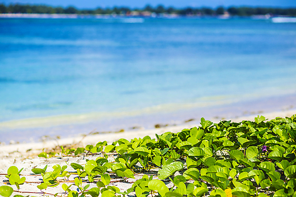 포토 JPG 해외이미지 나무 구름 아시아 모래 파도 바다 섬 여행 백그라운드 하늘 휴가 휴식 풍경 사람없음 물 여름 파란색 햇빛 평화 맑음 꿈 흰색 투명 탈출 휴양지 발리 인도네시아 장면 이국적 터키석 파라다이스 수평선 카피스페이스 해외202004 해외포토 자연요소 식물 계절 나라 컬러 컨셉 날씨 태양 공백 장소 보석 파일형식 이미지허브