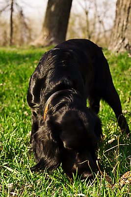 포토 JPG 해외이미지 동물 영어 응시 얼굴 밭 털 사람없음 야외 초록색 반려동물 갈색 머리 맑음 검은색 봄 스패니얼 아기 개 달콤 강아지 검색 냄새 송곳니 기르기 유래 해외202004 해외포토 문자 시선 계절 컬러 농업 포유류 날씨 사람 신체부위 맛 치아 돌봄 파일형식 이미지허브