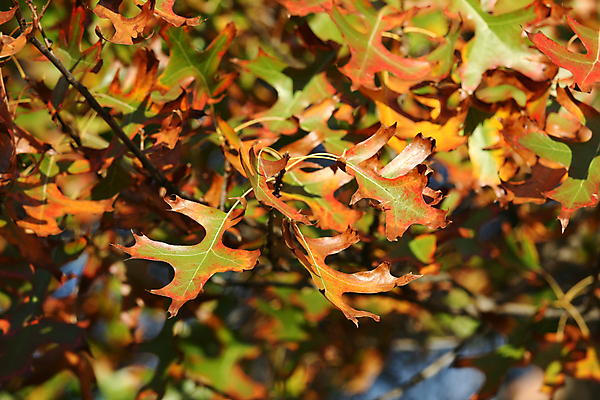 포토 JPG 해외이미지 공원 잎 오렌지 사람없음 야외 초록색 노란색 정원 가을 도시 호주 떨어짐 왕 멜버른 빅토리아 해외202004 해외포토 식물 계절 공공시설 컬러 컨셉 과일 오세아니아 파일형식 이미지허브