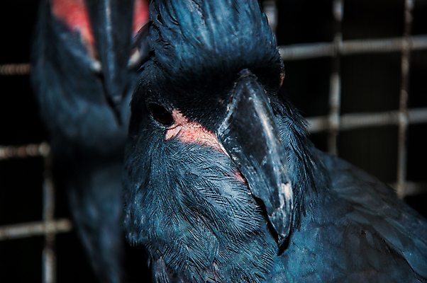 포토 JPG 해외이미지 동물 야생동물 여행 날개 장난 조류 열대 동물원 사람없음 파란색 반려동물 컬러풀 머리 검은색 호주 깃털 하와이 부리 앵무새 인도네시아 슛 갈기 내추럴 동물상 이국적 잉꼬 해외202004 해외포토 아시아 컬러 신체부위 조형물 미국 오세아니아 파일형식 이미지허브