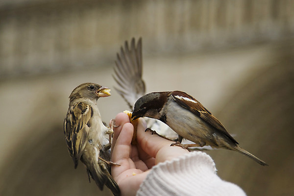 포토 JPG 해외이미지 손 야생동물 날개 자연 조류 사람없음 회색 먹기 배고픔 깃털 부리 참새 수유 해외202004 해외포토 동물 컬러 모션 신체부위 생태계 파일형식 이미지허브