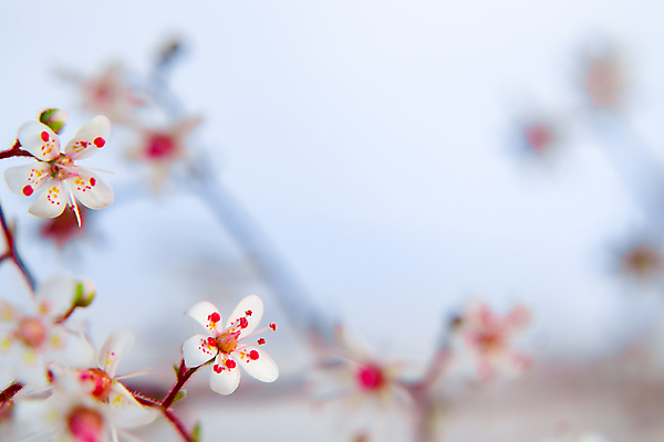 포토 JPG 해외이미지 식물 디자인 꽃잎 꽃 분홍색 백그라운드 꽃무늬 자연 추상 친절 사랑 사람없음 빛 우주 봄 꿈 수확 벚꽃 흰색 나뭇가지 인사 신용카드 개화 보케 엽서 부드러움 내추럴 블러 파스텔톤 카피스페이스 해외202004 해외포토 나무 계절 감정 컬러 무늬 농업 금융 공백 예절 감각 편지 생태계 파일형식 이미지허브