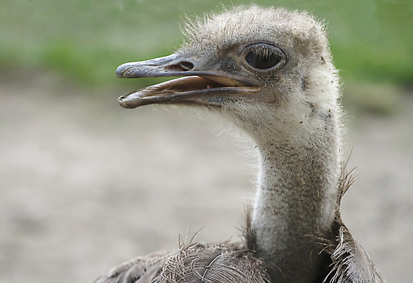 포토 JPG 해외이미지 동물 1 얼굴 야생동물 아프리카 조류 동물원 사람없음 옆모습 가로 머리 회색 오픈 유머 깃털 부리 먼지 진흙 타조 해외202004 해외포토 감정 나라 뷰포인트 컬러 신체부위 파일형식 이미지허브