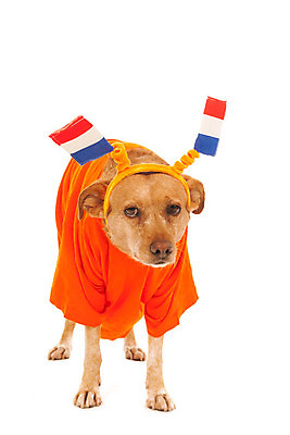 포토 JPG 해외이미지 동물 스포츠 백그라운드 십자가 오렌지 양말 사람없음 빨간색 파란색 갈색 축구 흰색 깃발 부채 유머 개 스웨터 네덜란드 고립 기르기 섞기 해외202004 해외포토 감정 유럽 컬러 상의 과일 포유류 구기 돌봄 파일형식 이미지허브