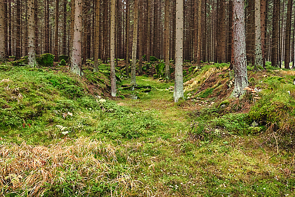포토 JPG 해외이미지 나무 식물 공원 유럽 낙엽 자연 그림자 이끼 서기 풍경 사람없음 초록색 여름 환경 맑음 봄 다양 성장 나뭇가지 신선 행운 황무지 습지 숲 신비 에코 생태계 마법 서식지 내추럴 깊이 삼림지대 썩음 옛날 해외202004 해외포토 계절 공공시설 나라 컬러 다수 컨셉 잎 모션 날씨 파일형식 이미지허브