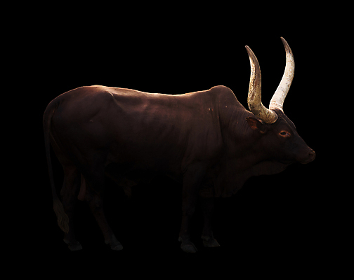 포토 JPG 해외이미지 동물 남자 야생동물 백그라운드 포유류 아프리카 초식동물 뿔 동물원 사람없음 야외 빛 갈색 검은색 어둠 소 군중 야간 큼 황소 황소자리 동물상 해외202004 해외포토 자연요소 나라 컬러 사람 조형물 별자리 크기 파일형식 이미지허브