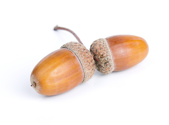 포토 JPG 해외이미지 나무 식물 계절 음식 백그라운드 과일 자연 건조 씨앗 사람없음 목재 가로 갈색 침묵 견과류 가을 흰색 작음 오브젝트 싱글 유기농 도토리 청동 고립 숙성 캡모자 해외202004 해외포토 모자_잡화 웰빙 컬러 재료 소리 크기 생태계 파일형식 이미지허브