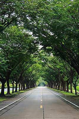 포토 JPG 해외이미지 나무 식물 도로 길 선 잎 자연 거리 사람없음 야외 세로 초록색 노란색 흰색 도시 오솔길 방향 대칭 줄서기 직진 흙길 해외202004 해외포토 컬러 교통시설 모션 흙 생태계 파일형식 이미지허브