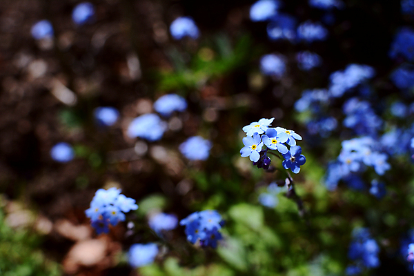 포토 JPG 해외이미지 식물 꽃잎 꽃 자연 사람없음 파란색 정원 봄 해외202004 해외포토 계절 컬러 생태계 파일형식 이미지허브