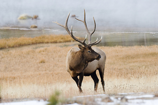 포토 JPG 해외이미지 주간 동물 야생동물 포유류 초식동물 뿔 사람없음 야외 가로 미국 안개 수증기 바퀴자국 황소 엘크 와이오밍 해외202004 해외포토 자연요소 북아메리카 자국 날씨 소 파일형식 이미지허브