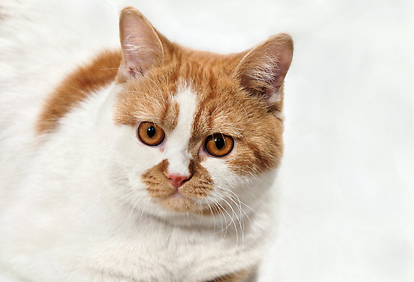 포토 JPG 해외이미지 동물 1 오렌지 포유류 털 사람없음 세로 반려동물 노란색 고양이 흰색 솜털 생강 빨간머리 해외202004 해외포토 헤어스타일 컬러 채소 과일 파일형식 이미지허브