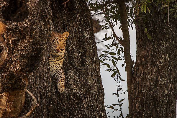 포토 JPG 해외이미지 동물 척추동물 응시 공원 야생동물 여행 포유류 아프리카 자연 친절 털 사람없음 야외 환경 고양이 힘 행성 운전 게임 황무지 보호 위험 큼 모피 심볼 사파리 속도 육식동물 사냥꾼 표범 내추럴 사바나 전국 해외202004 해외포토 직업 시선 공공시설 나라 컨셉 모션 놀이 반려동물 우주 크기 생태계 파일형식 이미지허브