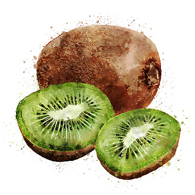 포토 JPG 해외이미지 과일 일러스트 키위 사람없음 해외202004 해외포토 파일형식 이미지허브