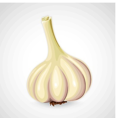 EPS 해외이미지 식물 음식 백그라운드 채소 일러스트 재료 전구 건강 마늘 그래픽 보라색 수확 흰색 신선 양념 조미료 맛 먹기 허브 향신료 오브젝트 싱글 유기농 매움 날것 아로마 뿌리 향 내추럴 고립 숙성 채식주의자 해외202004 해외일러스트 웰빙 컬러 컨셉 농업 모션 채식 향미료 파일형식 벡터 이미지허브