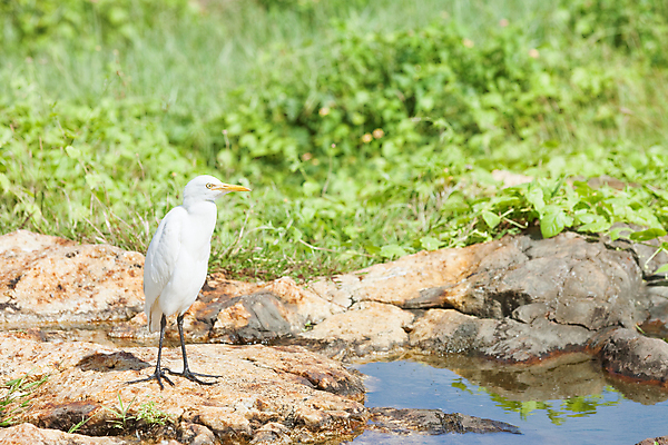 포토 JPG 해외이미지 식물 아시아 호수 야생동물 여행 잎 밭 오렌지 자연 조류 휴가 조명 산 풍경 사람없음 초록색 물 여름 강 컬러풀 햇빛 갈색 평화 맑음 자유 시골 황무지 왜가리 엽서 암초 빛망울 스리랑카 해외202004 해외포토 자연요소 동물 계절 나라 컬러 컨셉 농업 과일 날씨 빛 태양 편지 생태계 파일형식 이미지허브