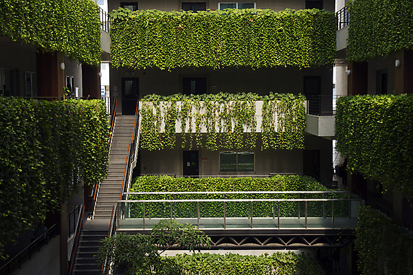 포토 JPG 해외이미지 식물 벽 자연 주택 사람없음 건물 초록색 도시 묘사 에코 아이비 타운 해외202004 해외포토 건축물 컬러 환경 생태계 파일형식 이미지허브