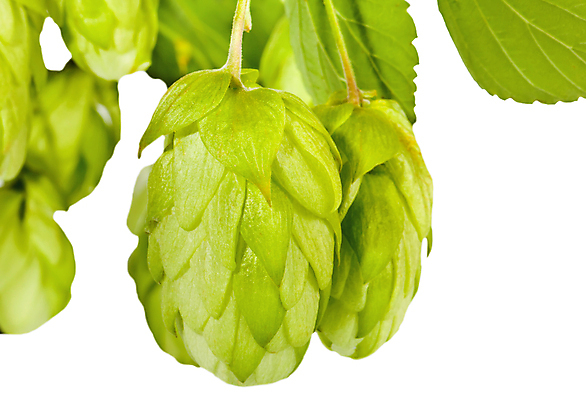 포토 JPG 해외이미지 식물 음식 줄기 백그라운드 잎 농업 재료 자연 맥주 사람없음 초록색 정원 수확 성장 흰색 나뭇가지 신선 덩굴 허브 원뿔 내추럴 양조장 억울 해외202004 해외포토 도형 나무 감정 산업 컬러 주류 생태계 파일형식 이미지허브