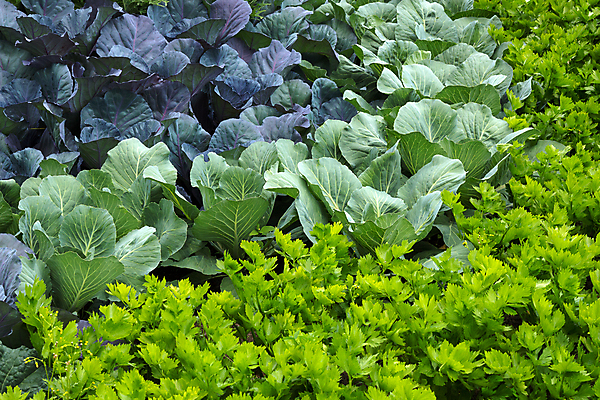 포토 JPG 해외이미지 식물 계절 음식 백그라운드 잎 밭 농업 채소 부분 자연 건강 사람없음 야외 가로 초록색 농장 정원 흙 성장 시골 신선 유기농 원예 양배추 내추럴 땅바닥 밭일 채식주의자 그리너리 해외202004 해외포토 웰빙 산업 컬러 바닥 취미 생태계 채식 파일형식 트랜드컬러 이미지허브