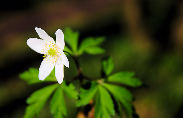 포토 JPG 해외이미지 식물 꽃잎 꽃 잎 사람없음 초록색 흰색 보케 삼림지대 아네모네 해외202004 해외포토 컬러 숲 파일형식 이미지허브