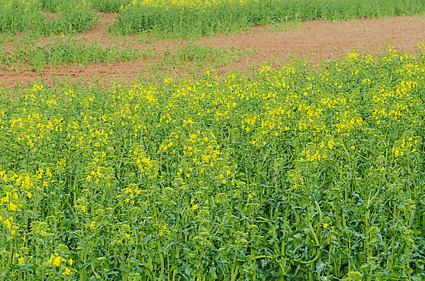 포토 JPG 해외이미지 식물 꽃 백그라운드 밭 농업 채소 자연 하늘 씨앗 풍경 사람없음 야외 가로 초록색 여름 파란색 농작물 햇빛 태양 농장 노란색 환경 봄 에너지 성장 시골 신선 황금 숲 땅 유채 장면 땅바닥 밭일 카놀라 수평선 해외202004 해외포토 자연요소 계절 산업 컬러 바닥 생태계 파일형식 이미지허브