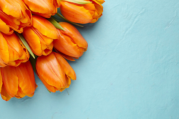 포토 JPG 해외이미지 식물 계절 꽃잎 꽃 줄기 꽃다발 백그라운드 잎 꽃무늬 패턴 오렌지 자연 탁자 부활절 사람없음 목재 초록색 노란색 머리 봄 활발 튤립 벚꽃 개화 다발 엽서 해외202004 해외포토 나무 기념일 컬러 가구 컨셉 무늬 과일 재료 신체부위 편지 생태계 파일형식 이미지허브