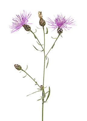 포토 JPG 해외이미지 식물 꽃잎 꽃 줄기 잎 자연 사람없음 보라색 개화 흰배경 수레국화 해외202004 해외포토 컬러 백그라운드 흰색 생태계 파일형식 이미지허브