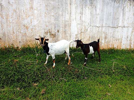 포토 JPG 해외이미지 동물 어린이 2 포유류 사람없음 야외 초록색 반려동물 농장 갈색 검은색 흰색 시골 아기 달콤 작음 방목 먹기 수유 해외202004 해외포토 컬러 농업 모션 사람 맛 축산업 크기 파일형식 이미지허브