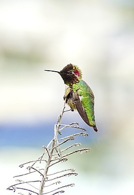 포토 JPG 해외이미지 척추동물 여자 남자 분홍색 노래 조류 왕관 종류 사람없음 빨간색 초록색 갈색 미국 회색 균열 깃털 꼬리 부리 캘리포니아 태평양 청동 진홍색 남쪽 계산서 창백 궤 벌새 이국적 직진 해외202004 해외포토 동물 음악 바다 컬러 북아메리카 모션 사람 방향 파일형식 이미지허브
